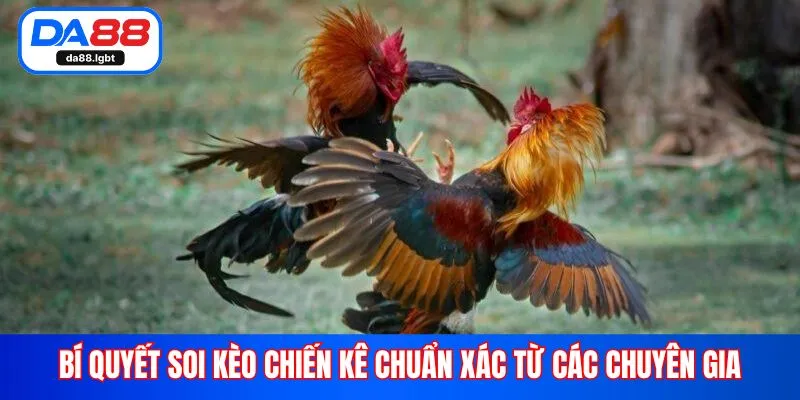 Bí quyết soi kèo chiến kê chuẩn xác từ các chuyên gia