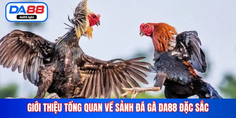 Giới thiệu tổng quan về sảnh đá gà Da88 đặc sắc